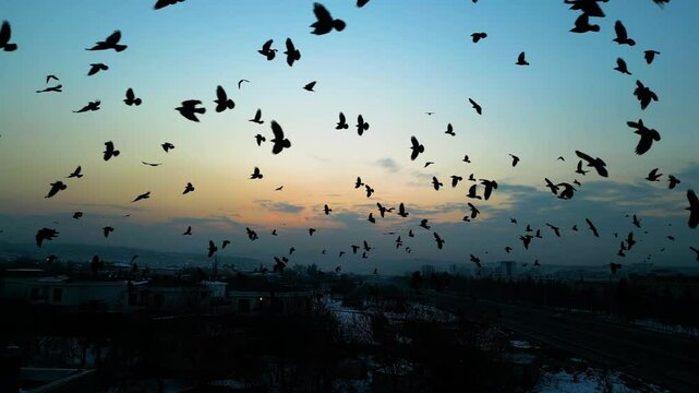 At sunset, a drone flying with crows over the road