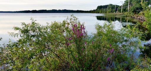Flowering bush over a lakefront in Lakeville, MA