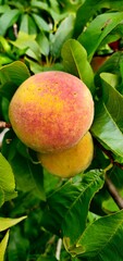 Ripe peach on a branch