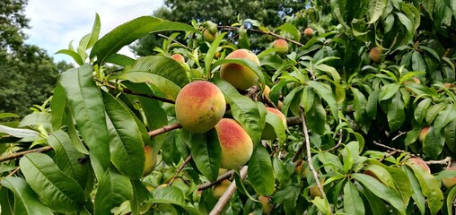 Peachtree