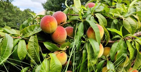 A group of peaches on a branch