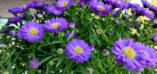 Purple and yellow flowers 