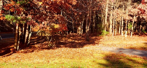 Trees with fallen leaves during foliage in Massachusetts