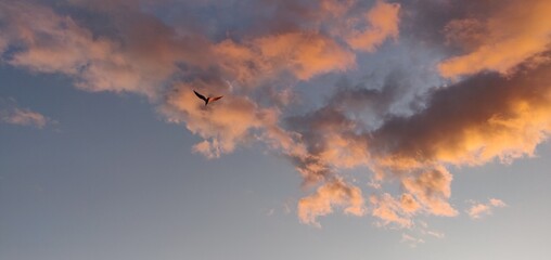 A bird flies into the glowing colorful clouds