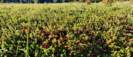 Cranberry plantation field or bog