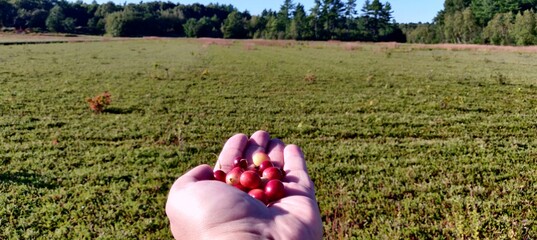 A white male palm full of ripe cranberries