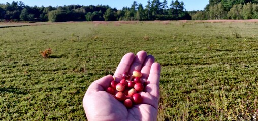 Hand full of cranberries