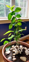 Indoor lemon tree plant by the window