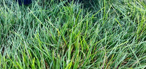 Closeup of green grass