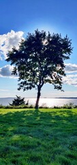 Tree against the sky in the grass area of the Coolidge Reservation at Manchester by the Sea in Massachusetts