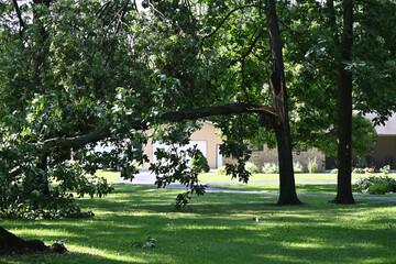 Broken Tree Limb after Storm