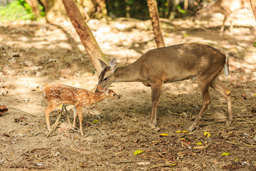 A mother deer is nursing her baby deer