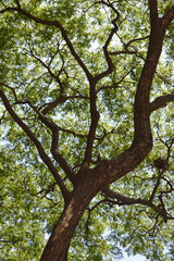 close up tree branches in nature