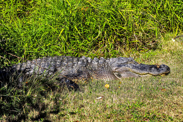 American alligator sunning itself along the hiking trail, at the Aransas National Wildlife Refuge, along the Texas gulf coast.