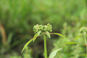 Photo of the Euphorbia heterophylla plant.
