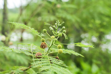 Photo of flowers from the Leucocephala plant.