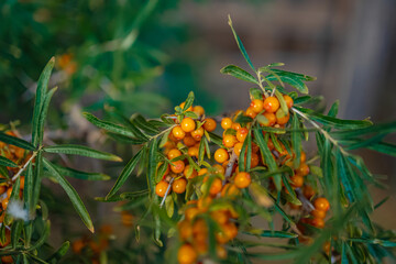 Sea buckthorn berries, a source of vitamins growing on the higher reaches of the Himalayas.
