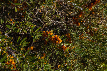 Sea buckthorn berries, a source of vitamins growing on the higher reaches of the Himalayas.

