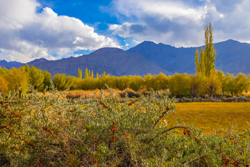 Sea buckthorn berries, a source of vitamins growing on the higher reaches of the Himalayas.
