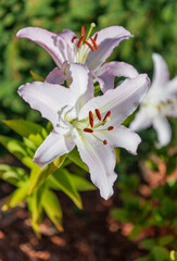 Fototapeta premium Daylily flower in nature. Summer nature. Vivid inflorescences of flowering lily. Flower of daylily. Flowering lily. Daylily blossom. White day lily garden flower growing under sunlight