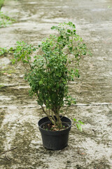 Photo of the Polyscias guilfoylei plant or commonly called Geranium aralia or Coffeetree.