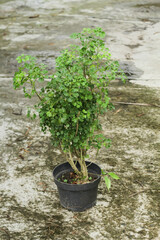 Photo of the Polyscias guilfoylei plant or commonly called Geranium aralia or Coffeetree.