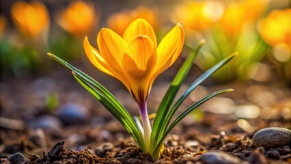 Golden crocus Fuscotinctus blooms in a garden in March, spring, flower, blooming, yellow, garden, nature, petals, plant, floral