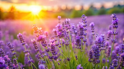 Lavender flowers blooming in a vibrant summer meadow, lavender, flowers, nature, background, summer, blooming, meadow