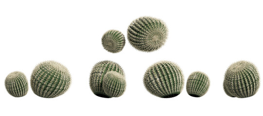 golden barrel cactus isolated on transparant background