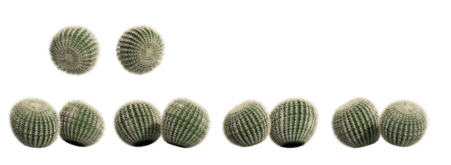 golden barrel cactus isolated on transparant background