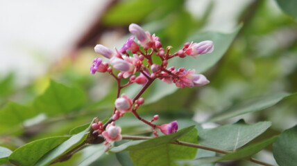 Delicate Starfruit Blossoms on a Lush Green Branch