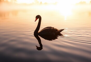 Fototapeta premium Black swan gracefully swims on calm water at sunrise, its reflection mirroring the golden light.