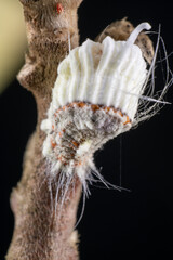 Female adult of cottony cushion scale (Icerya purchasi) on paper bush tree in Japan in winter season