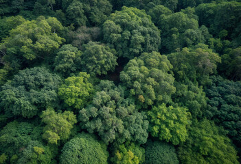 Naklejka premium A vibrant aerial view of a dense green forest, showcasing the beauty of tree canopies in varying shades of green. This image highlights the richness of nature and the importance of preserving the ecos