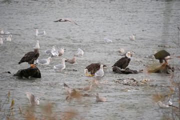 Bald Eagles and Seagulls in the Harrison River at the Sandpiper Resort Eagle and Salmon Viewing Trail in Harrison Mills, British Columbia, Canada
