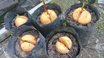Several avocado seeds planted in polybags looked like they had just started to germinate.