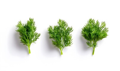 Fototapeta premium Fresh dill sprigs arranged in a row against a white background.