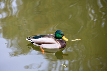 Mandarin ducks in Kunming Lake, Summer Palace, Beijing