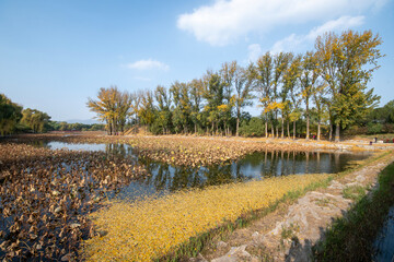 Yuanmingyuan Garden in Beijing during autumn.