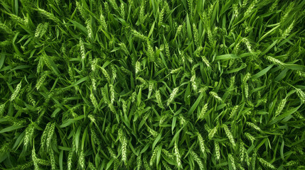 Obraz premium Lush green wheat field with vibrant grass and healthy growth, showcasing nature beauty and agricultural abundance