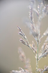 Fototapeta premium frost on grass