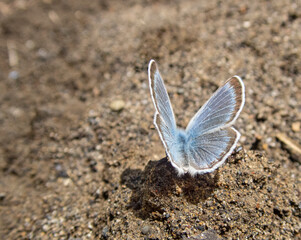 blue butterfly on the sand