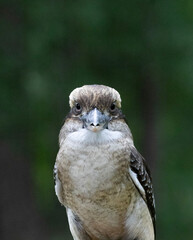 Front-facing kookaburra with intense gaze and blurred green forest background.

