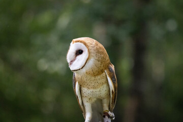 Close-up of a perched barn owl against a blurred green forest background.