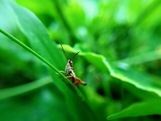 Macro photo of a grasshopper on a leaf with a blurry background