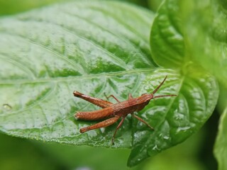 Macro photo of a grasshopper on a leaf with a blurry background