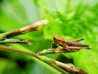 Macro photo of a grasshopper on a leaf with a blurry background