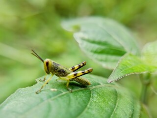 Macro photo of a grasshopper on a leaf with a blurry background