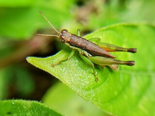 Macro photo of a grasshopper on a leaf with a blurry background