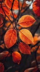 Obraz premium Autumn Leaves: A vibrant fall foliage close-up